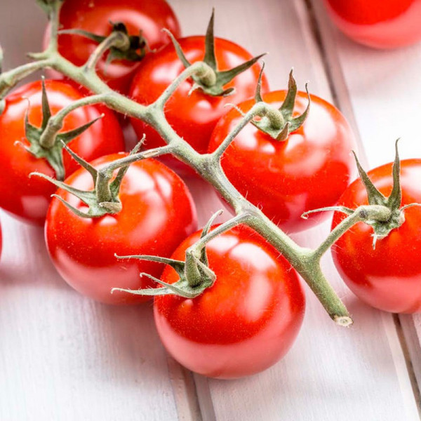 Buy Grafted Tomato Plant F1 Crimson Cherry Online - Green plants & flowering plants Buy Grafted Tomato Plant F1 Crimson Cherry Online - Green plants & flowering plants
