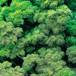 Herb Plant Parsley, Curled