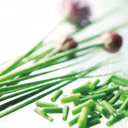 Herb Plant Chives