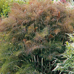 Herb Plant Bronze Fennel