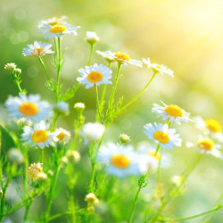 Herb Plant Chamomile, Sweet