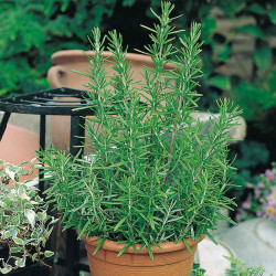 Herb Plant Rosemary