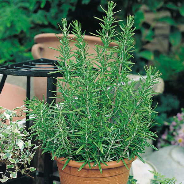 Buy Herb Plant Rosemary Online - Green plants & flowering plants Buy Herb Plant Rosemary Online - Green plants & flowering plants