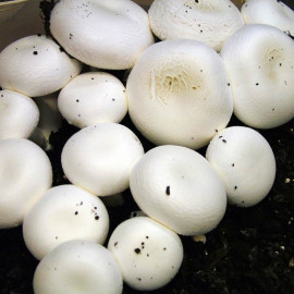 Mushroom Grain Spawn Button