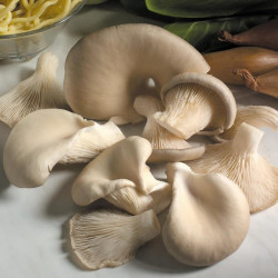 Mushroom Plugs Oyster Mushrooms