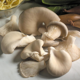 Mushroom Plugs Oyster Mushrooms