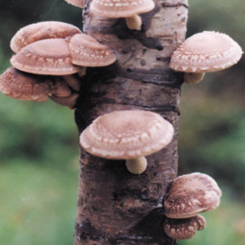 Mushroom Plugs Shiitake Mushrooms