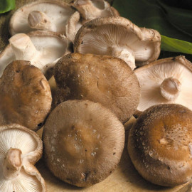Mushrooms Plugs Twin Pack