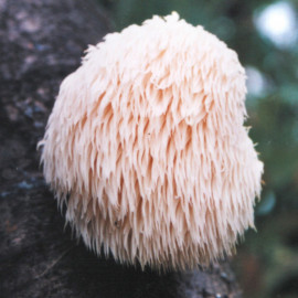 Mushroom Plugs Lions Mane Mushrooms