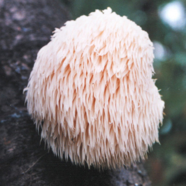 Buy Mushroom Plugs Lion's Mane Mushrooms Online - Plant Seeds Buy Mushroom Plugs Lion's Mane Mushrooms Online - Plant Seeds