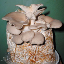 Mushroom Straw Kit Oyster Mushrooms