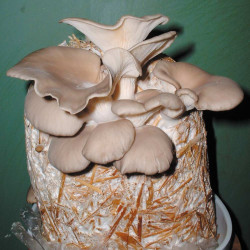 Mushroom Straw Kits Oyster Mushroom