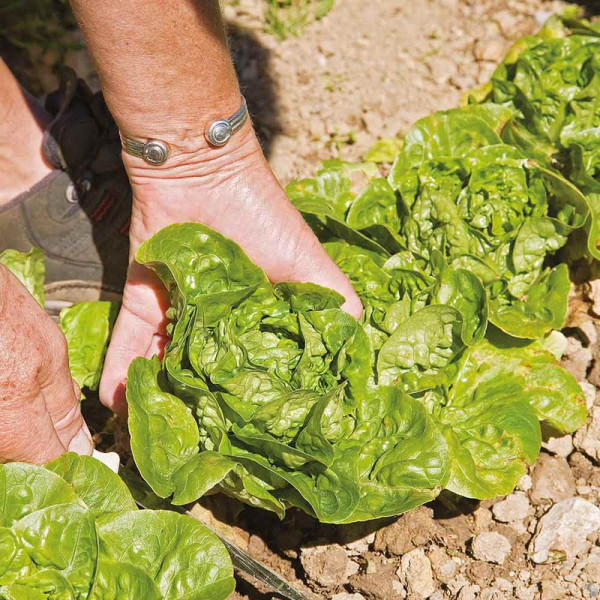 Buy Lettuce Plants Vailan Winter Gem Online - Green plants & flowering plants