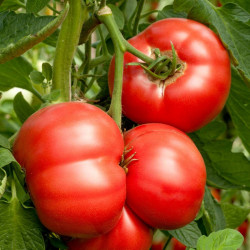Grafted Tomato Plant F1 Crimson Blush