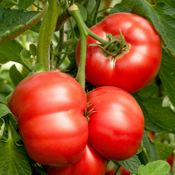 Buy Grafted Tomato Plant F1 Crimson Blush Online - Green plants & flowering plants Buy Grafted Tomato Plant F1 Crimson Blush Online - Green plants & flowering plants