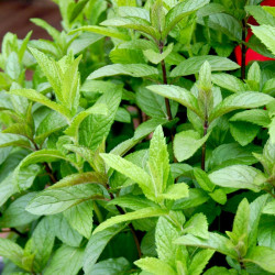 Herb Plant Mint Spear
