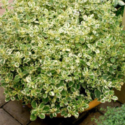 Herb Plant Oregano Country Cream