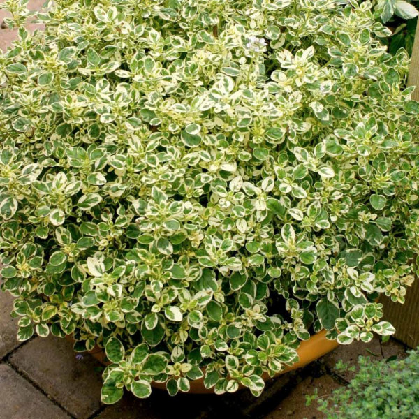 Buy Herb Plant Oregano Country Cream Online - Green plants & flowering plants