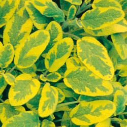 Herb Plant Sage Icterina