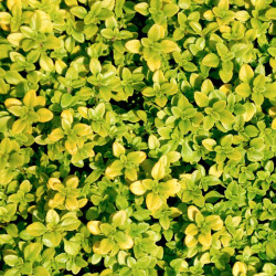 Herb Plant Thyme Andersons Gold