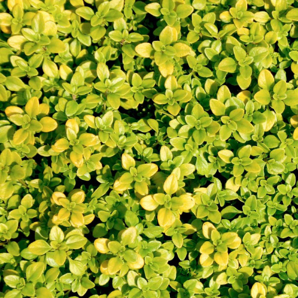 Buy Herb Plant Thyme Andersons Gold Online - Green plants & flowering plants Buy Herb Plant Thyme Andersons Gold Online - Green plants & flowering plants