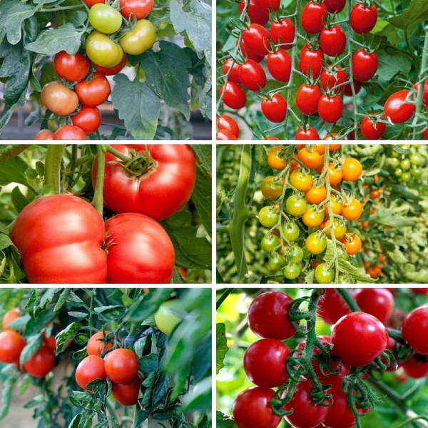 Buy Grafted Tomatoes Lucky Dip Online - Green plants & flowering plants
