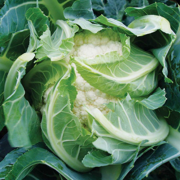 Buy Cauliflower Plants Sapporo Online - Green plants & flowering plants