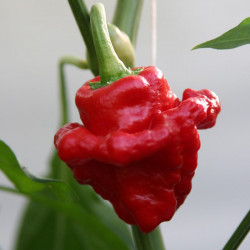 Chilli Pepper Plant Scotch Bonnet Red