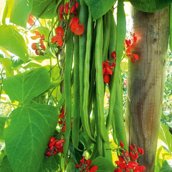 Buy Bean (Runner) Plants Firestorm Online - Green plants & flowering plants Buy Bean (Runner) Plants Firestorm Online - Green plants & flowering plants