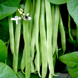 Bean (runner) Plants Moonlight
