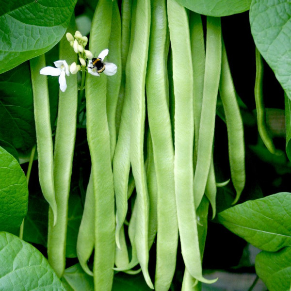 Buy Bean (Runner) Plants Moonlight Online - Green plants & flowering plants