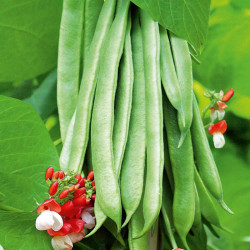Bean (runner) Plants Tenderstar