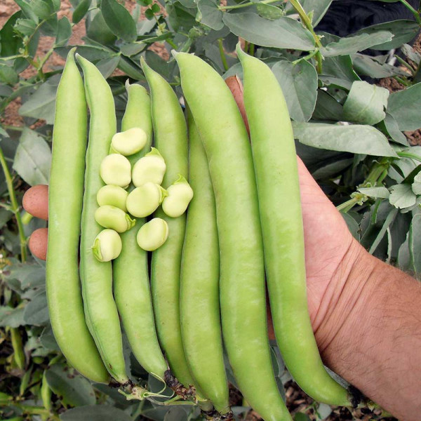 Buy Bean Broad Plants Luz de Otono Online - Green plants & flowering plants