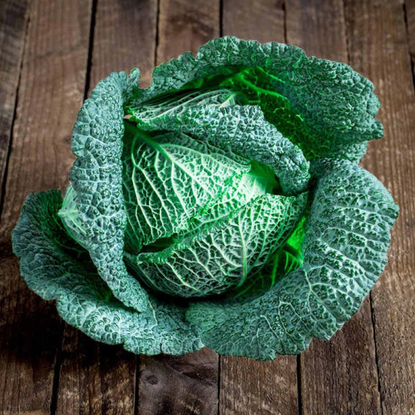 Buy Cabbage Plants Cordesa Online - Green plants & flowering plants