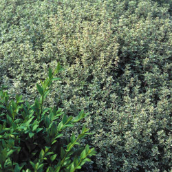 Herb Plant Thyme Silver Queen