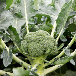 Broccoli Plants Monclano