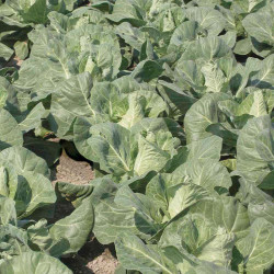 Our Selection Brassica Veg Potted Plants
