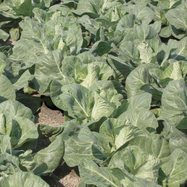 Our Selection Brassica Veg Potted Plants