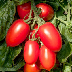 Grafted Tomato Plug Plants Crimson Plum