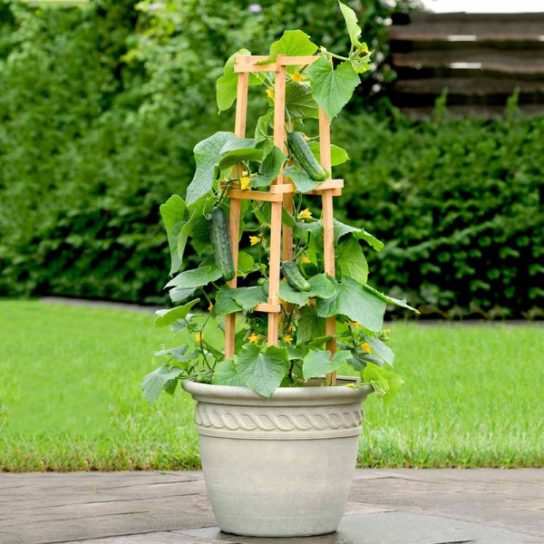 Buy Cucumber Patio Veg Plants Patio Snacker Online - Green plants & flowering plants