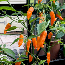 Chilli Pepper Plant Slow Burn