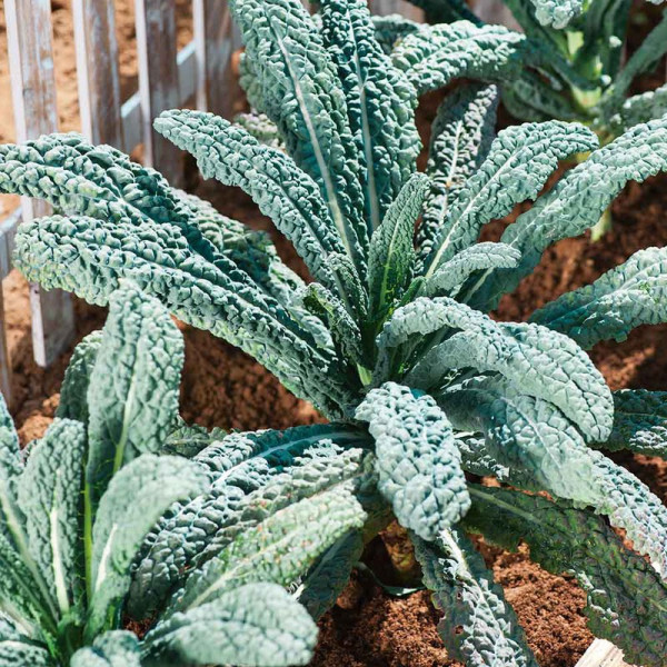 Buy Keep Cropping Autumn Collection Veg Online - Green plants & flowering plants Buy Keep Cropping Autumn Collection Veg Online - Green plants & flowering plants