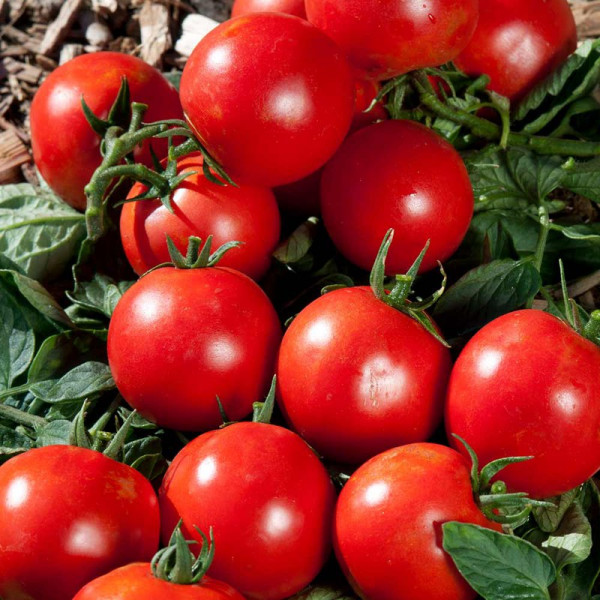 Buy Tomato Grafted Plants Premio Online - Green plants & flowering plants Buy Tomato Grafted Plants Premio Online - Green plants & flowering plants
