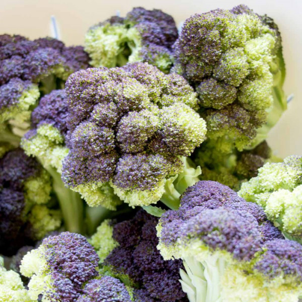 Buy Broccoli Plants Jacaranda Online - Green plants & flowering plants