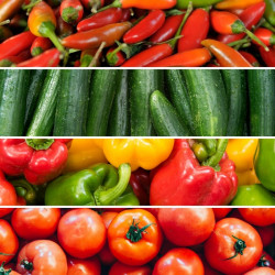 Vegetable Grafted Plants Lucky Dip