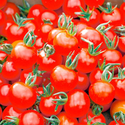 Tomato Plants Our Selection
