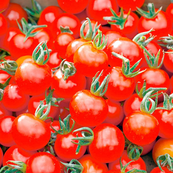Buy Tomato Plants Our Selection Online - Green plants & flowering plants Buy Tomato Plants Our Selection Online - Green plants & flowering plants
