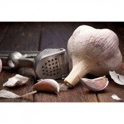 Garlic Plants Rhapsody Wight