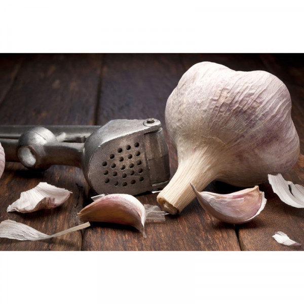 Buy Garlic Plants Rhapsody Wight Online - Green plants & flowering plants