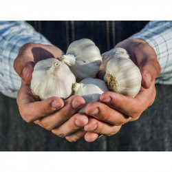 Garlic 9cm Plants Our Selection